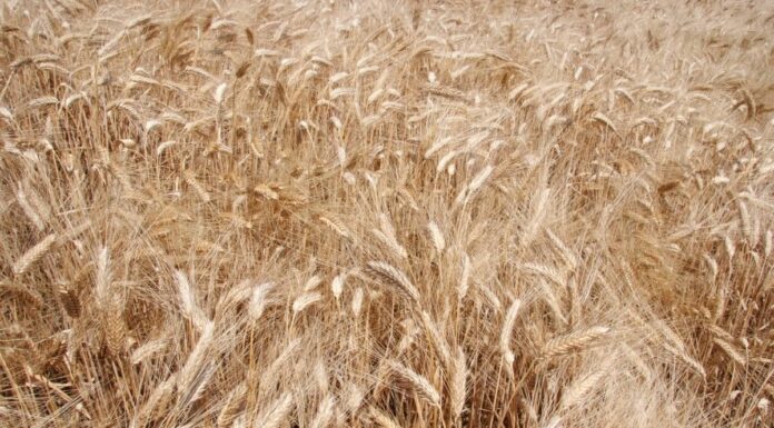 Ucraina, prorogato per due mesi l’accordo per l’esportazione del grano