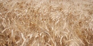 Ucraina, prorogato per due mesi l’accordo per l’esportazione del grano