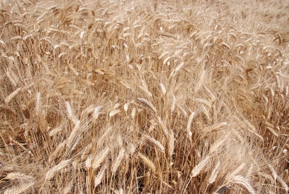 L’Egitto rafforza la cooperazione con la Russia sul commercio del grano