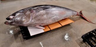 Malta eyes Chine to export tuna