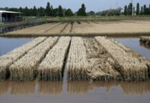 Maltempo, Mammi “Servono interventi urgenti per l’agricoltura”