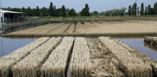 Maltempo, Mammi “Servono interventi urgenti per l’agricoltura”