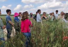 Crea, la diversificazione genetica al centro del progetto All Organic