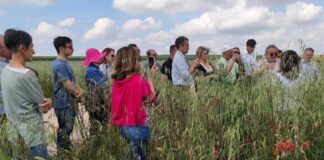 Crea, la diversificazione genetica al centro del progetto All Organic