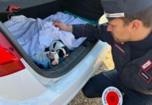 Verona, sgominato un traffico di cuccioli dalla Romania