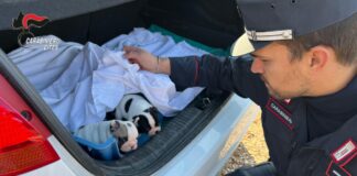 Verona, sgominato un traffico di cuccioli dalla Romania