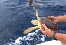 In Sardegna liberato “Carletto”, giovane esemplare di Caretta caretta