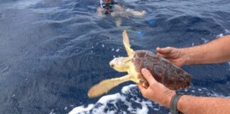 In Sardegna liberato “Carletto”, giovane esemplare di Caretta caretta