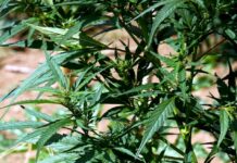 Malta, siciliano in carcere per spaccio di droga