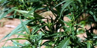 Malta bans dangerous synthetic cannabinoid CC9 following health warnings