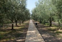 Il “Giardino dei Semplici” al Policlinico Gemelli di Roma