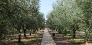 Il “Giardino dei Semplici” al Policlinico Gemelli di Roma