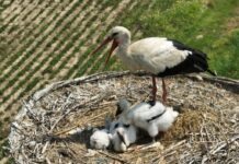 Si allarga la famiglia di cicogne del comune di Carpiano