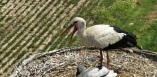 Si allarga la famiglia di cicogne del comune di Carpiano