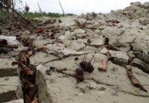 Alluvione in Emilia-Romagna, danni alla cultura per 65 milioni