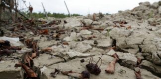 Alluvione in Emilia-Romagna, danni alla cultura per 65 milioni