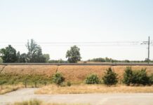 Confcooperative a difesa del grano siciliano