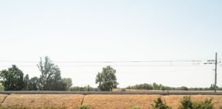 Confcooperative a difesa del grano siciliano