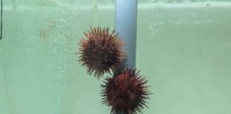 Malta, moratoria di due anni sulla raccolta dei ricci di mare