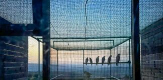 Rilasciate a Bosa sei Aquile di Bonelli