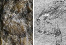 Al Museo storia naturale Milano scoperto più antico scorpione italiano
