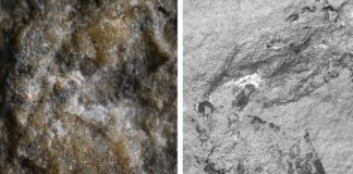 Al Museo storia naturale Milano scoperto più antico scorpione italiano