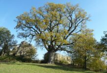 In Emilia-Romagna progetto di legge per tutelare gli alberi monumentali