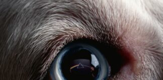 L’8 ottobre esce “The Dark Side of The Moon Redux” di Roger Waters