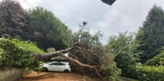 Bomba d’acqua in Brianza, a Bernareggio pino cade su auto in sosta