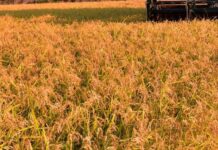 Tunisia, prestito 87,1 mln dollari per sviluppare settore cereali