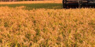 Tunisia, prestito 87,1 mln dollari per sviluppare settore cereali