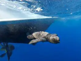 Malta: Extreme Heat Puts Sea Turtles at Risk