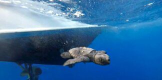 In Toscana un’applicazione per individuare i nidi di tartaruga