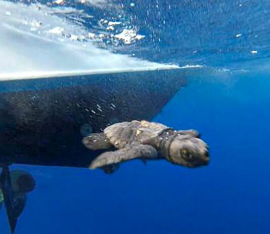 Malta: Extreme Heat Puts Sea Turtles at Risk