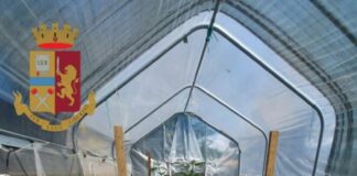 Oltre 17 kg di droga sorvegliati da cani, 4 arresti