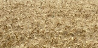 La Russia annuncia la fine dell’accordo sul grano