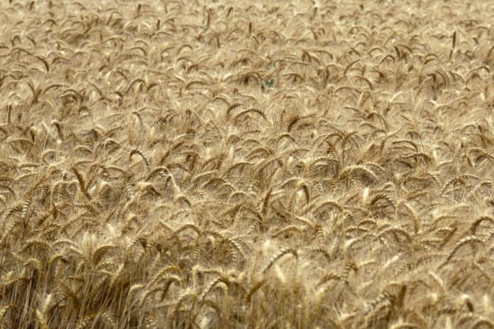 Mietitura del grano