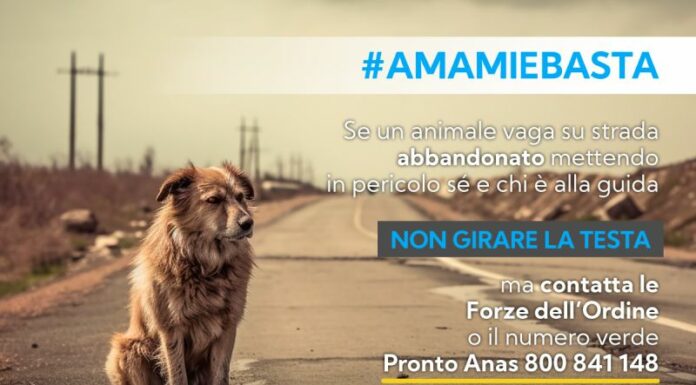 Torna campagna Anas contro abbandono animali con Lndc Animal Protection