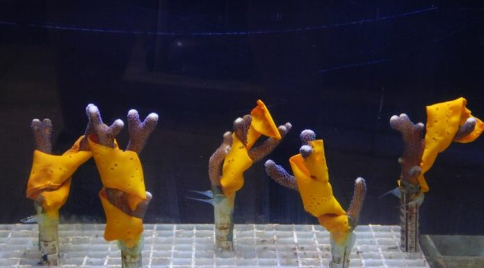 Dalla natura una soluzione per salvare i coralli dai cambiamenti climatici