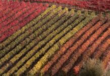 Nel Lazio numeri da record per richieste autorizzazioni di nuovi vigneti