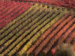 La Giunta regionale approva l’apertura del bando 2026/2027 per gli investimenti nel settore vitivinicolo, a disposizione 8,5 milioni