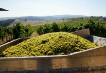 Vendemmia, Confagricoltura “Raccolto in calo, pesano clima e costi”