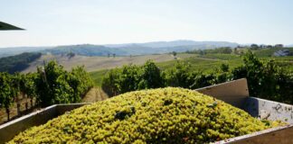 Vendemmia, Confagricoltura “Raccolto in calo, pesano clima e costi”