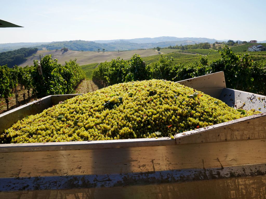 Vendemmia, Confagricoltura “Raccolto in calo, pesano clima e costi”