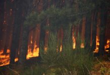 Incendi, Occhiuto “In Calabria salvati tanti ettari di natura”