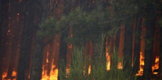 Incendi, Occhiuto “In Calabria salvati tanti ettari di natura”