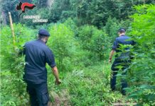 Piantagione di marijuana scoperta a Lamezia Terme, sequestrate 1200 piante
