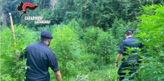 Piantagione di marijuana scoperta a Lamezia Terme, sequestrate 1200 piante