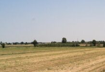 La Lituania offre un nuovo accesso per esportare il grano dall’Ucraina