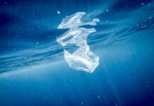 Nel Mediterraneo uccelli a rischio a causa della plastica marina